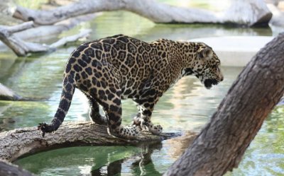 San Diego Zoo, Oct 2009