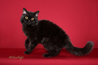 Susens Jeepers Creepers of Allearz (Selkirk Rex)