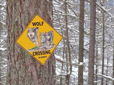 Attention aux loups!