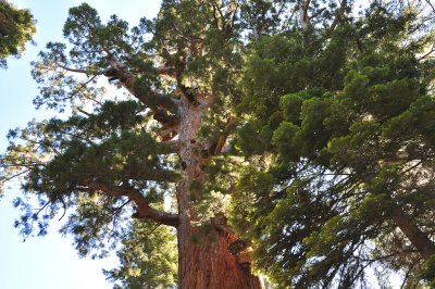 Yosemite Mariposa Giant Sequoia Grove
