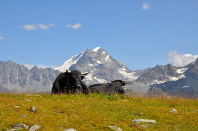 Grand Combin (south face) and friends