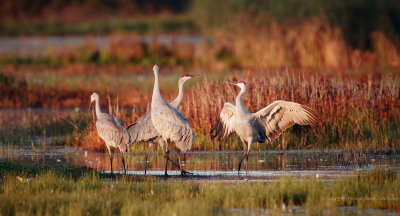 Sandhill Cranes