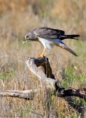 Northern Harrier (male) with a lizard