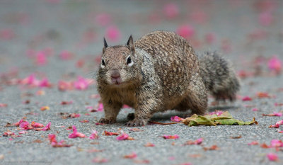 squirrels