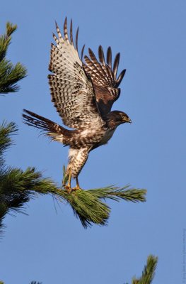 Red-tailed Hawk take off