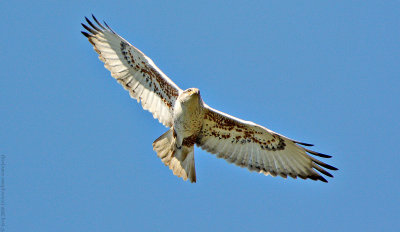 Ferruginous Hawk