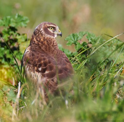 Northern Harrier