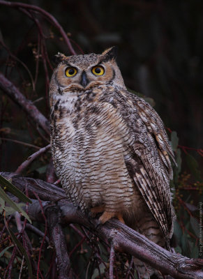 Diurnal Raptors