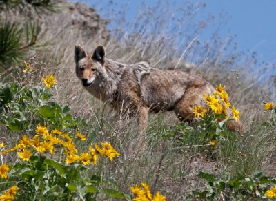 Coyotes