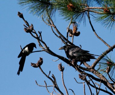 Magpie and Raven