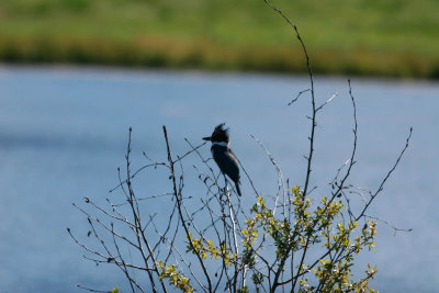 Belted Kingfisher