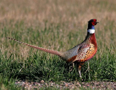 Pheasant