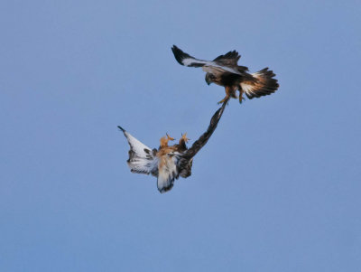 Pair of Rough-legged Hawks