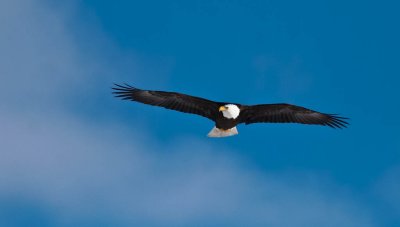 Bald Eagle