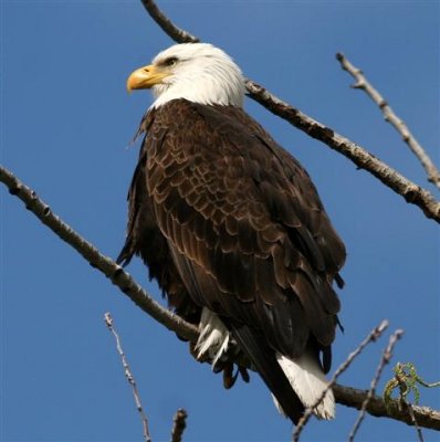 Baldl Eagle