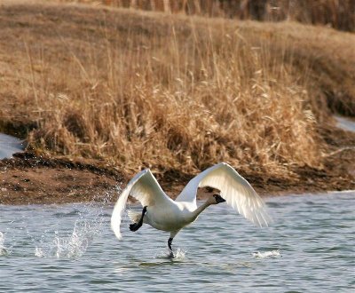 Tundra Swan