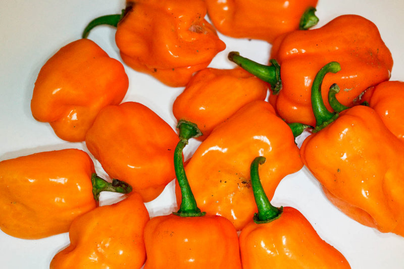 Habaneros