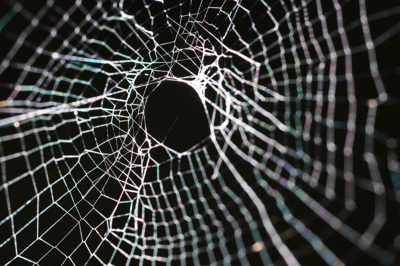 Spider web