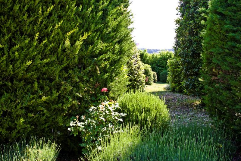 Garden adjacent to pool