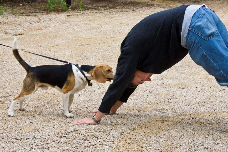 Dog facing downward-facing dog