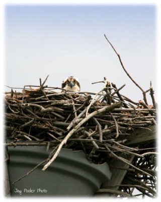 IMG_1443.jpg