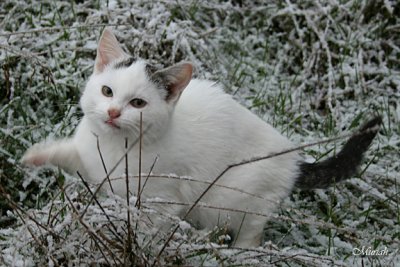 Snow Kitt