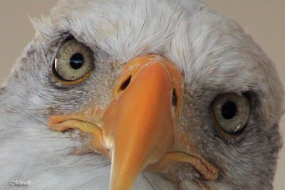 What are YOU lookin at? - Eagle