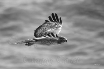 Hawk at Sea Cliff