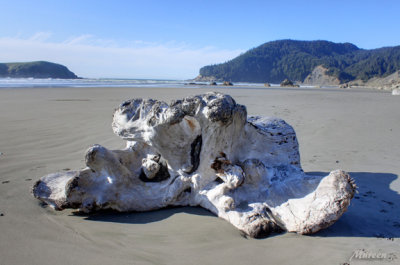 Driftwood-cape