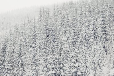 DSC_0730.jpg