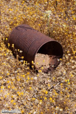 Randsburg, Johannesburg & desert flowers