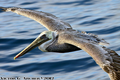 - Catalina Island Air Show 2012