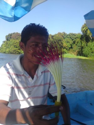 Flower from a tree, Las Isletas