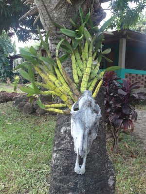 El Encanto guesthouse, Isla de Ometepe