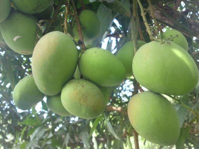 Mangoes