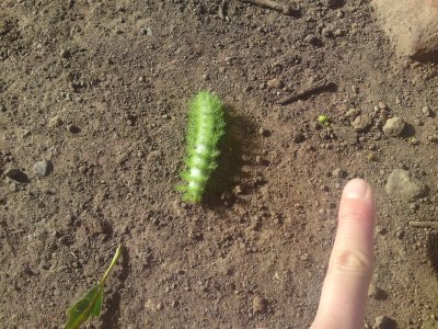 Caterpillar