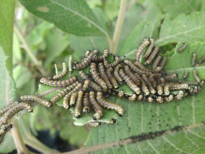 Caterpillars