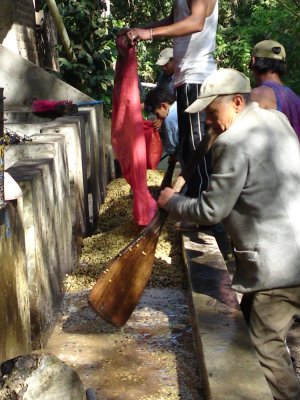 Processing coffee, Miraflor