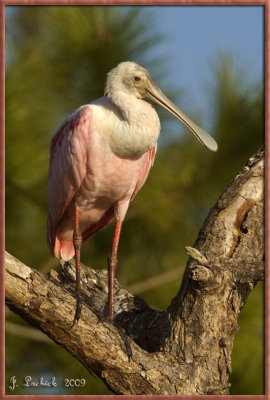 2009020347 spoonbill.jpg