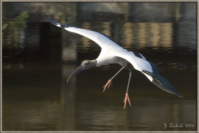 2009020149 wood stork.jpg