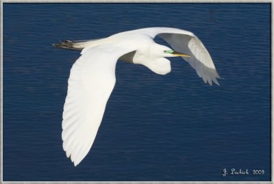 2009020155 egret.jpg