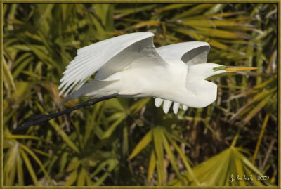 2009020204 egret.jpg