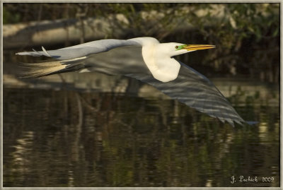 2009020295  egret.jpg