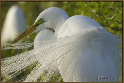 2009020336 egret.jpg