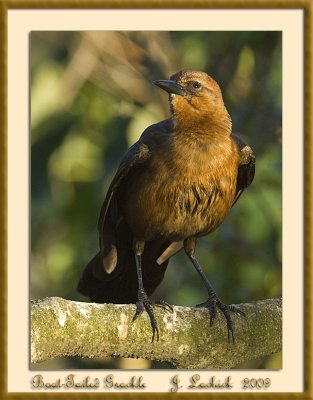 2009020599 Boat-tailed Gracklef.jpg