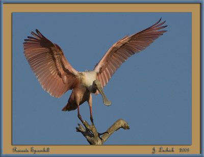 2009020640 Roseate Spoonbill.jpg
