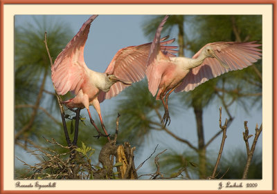 2009020649 Roseate Spoonbill.jpg