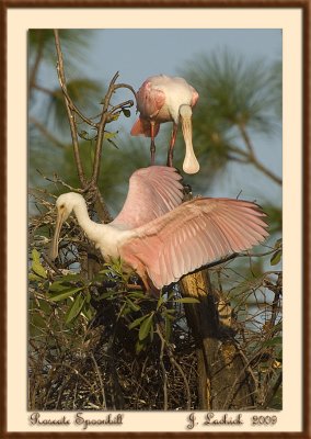 2009020657 Roseate Spoonbill.jpg