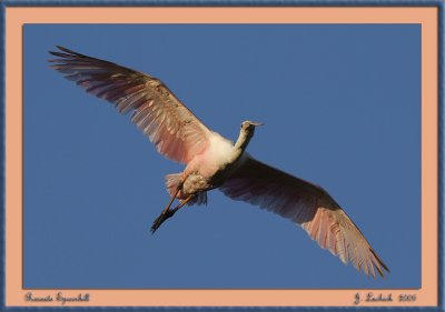 2009020663 Roseate Spoonbill.jpg