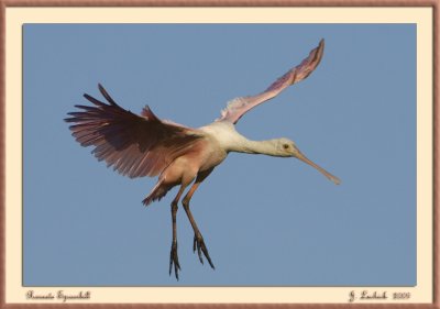 2009020673 Roseate Spoonbill.jpg